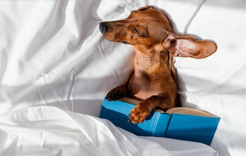 È bello dormire con chi ami. Ma il cane?