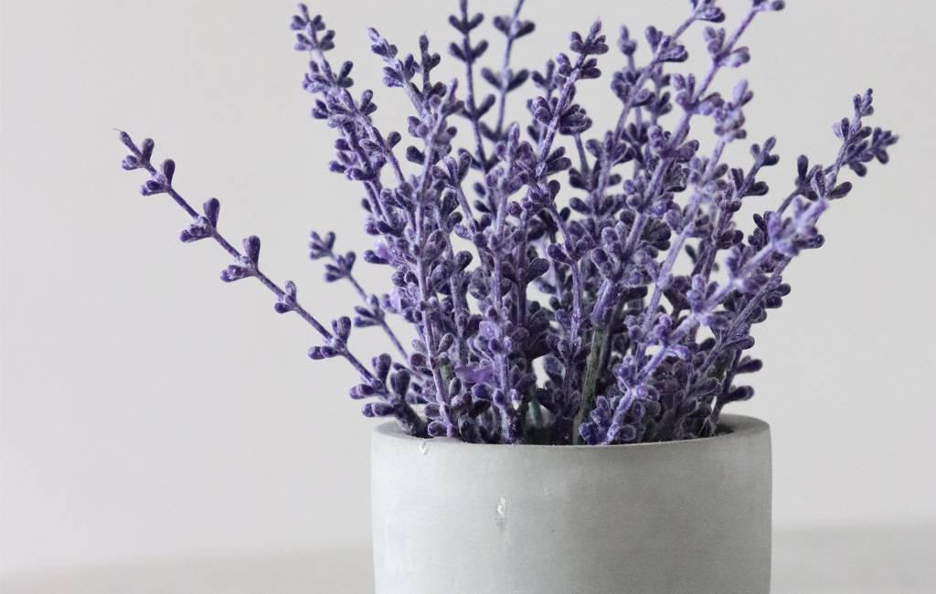 non farti mancare l'aria buona - lavanda